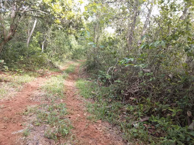 SE VENDE FINCA PIÑERA. EN ZANGUENGA