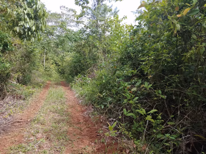 SE VENDE FINCA PIÑERA. EN ZANGUENGA