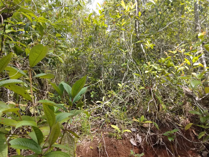 SE VENDE FINCA PIÑERA. EN ZANGUENGA