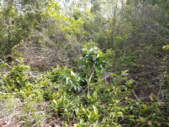 SE VENDE FINCA PIÑERA. EN ZANGUENGA