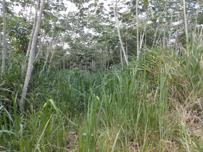 SE VENDE FINCA PIÑERA. EN ZANGUENGA