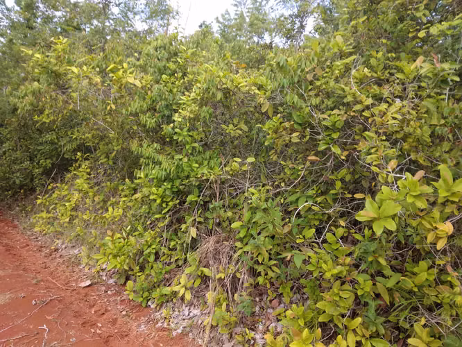 SE VENDE FINCA PIÑERA. EN ZANGUENGA