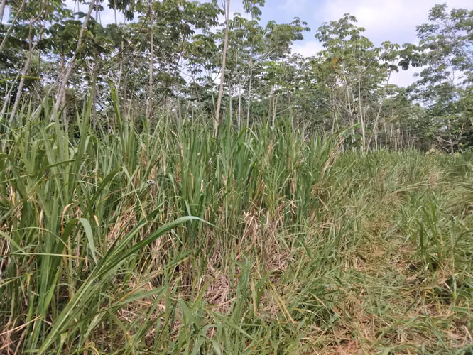 SE VENDE FINCA PIÑERA. EN ZANGUENGA