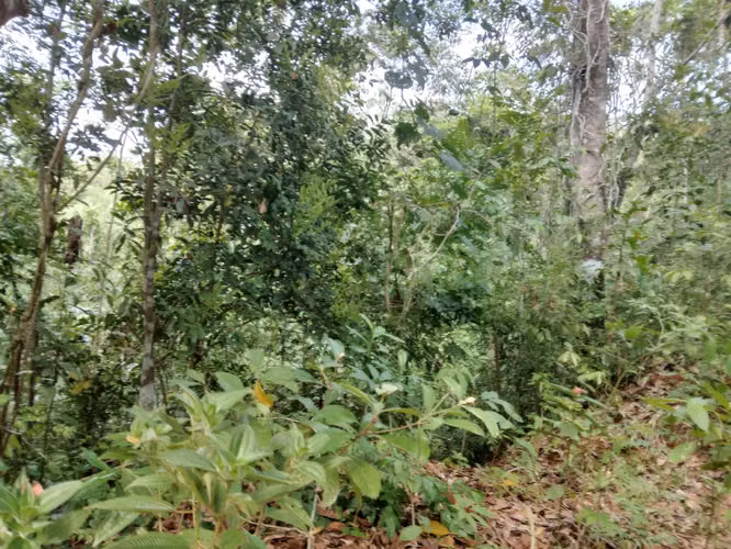 SE VENDE FINCA PIÑERA. EN ZANGUENGA
