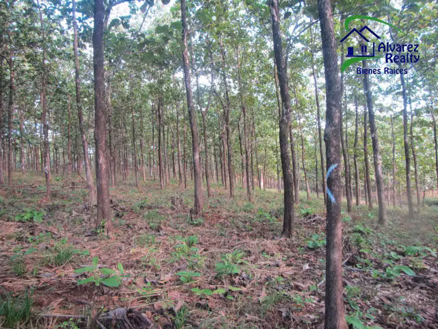 ID# F-0131 Finca con Teca en Venta