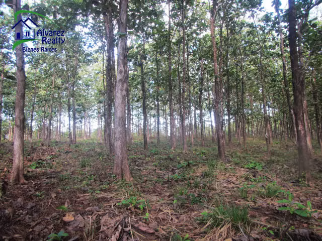 ID# F-0131 Finca con Teca en Venta