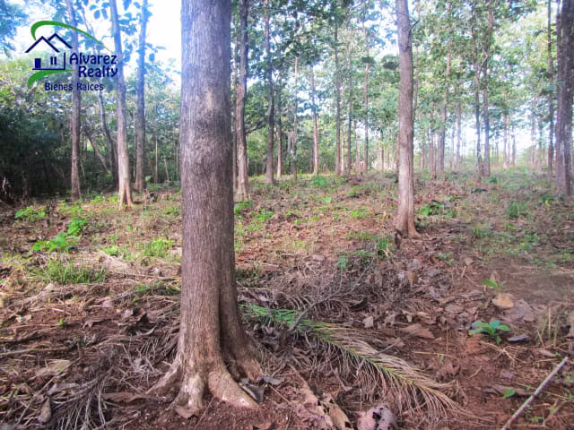 ID# F-0131 Finca con Teca en Venta