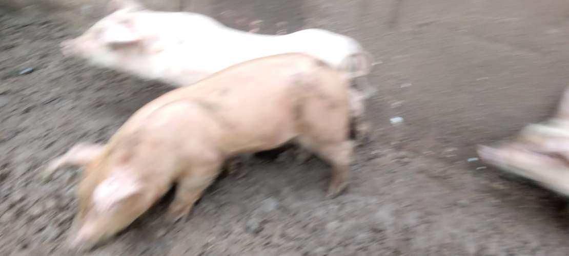 Venta de Puercos Recién Nacidos