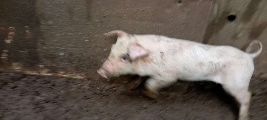 Venta de Puercos Recién Nacidos