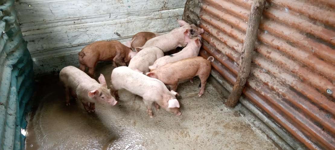 Venta de Puercos Recién Nacidos
