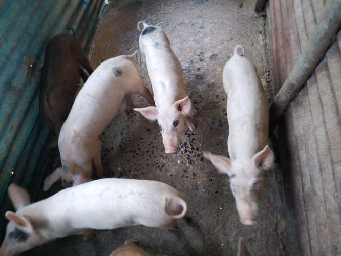 Venta de Puercos Recién Nacidos
