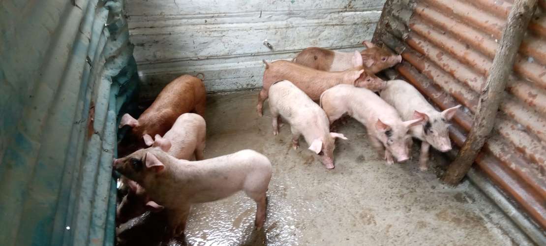 Venta de Puercos Recién Nacidos