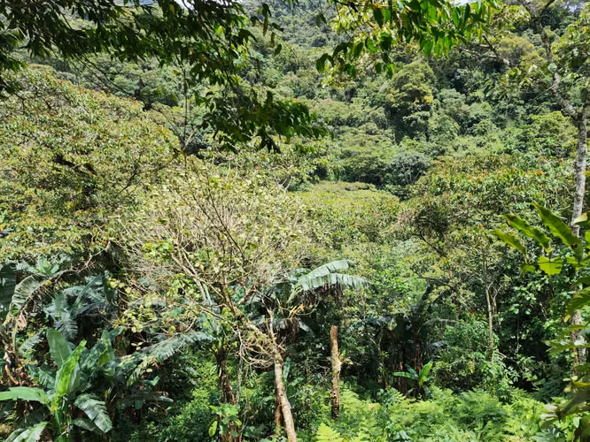 SE VENDE FINCA EN COCLÉ, OLÁ