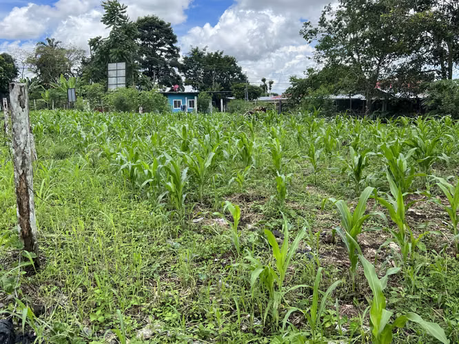 Lote en Chiriquí, La concepción 1160 mts2. - Imagen 3