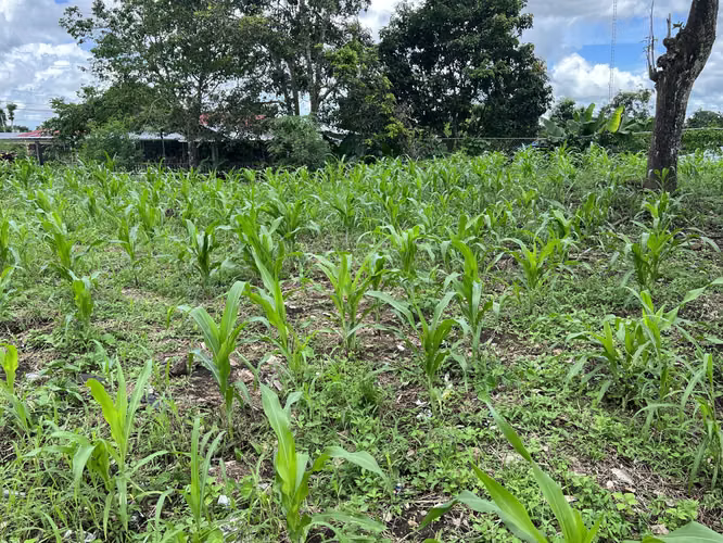 Lote en Chiriquí, La concepción 1160 mts2. - Imagen 2