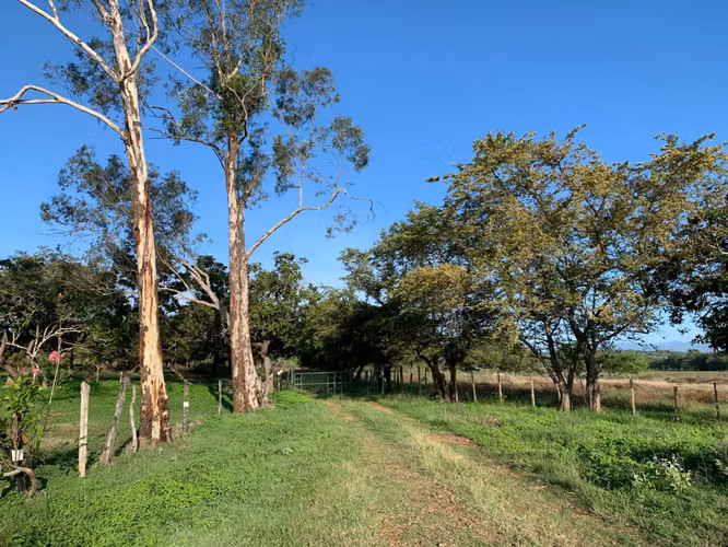 Venta Finca en Natá, Coclé de 86 hectáreas