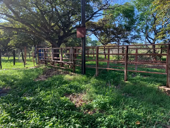 Venta Finca en Natá, Coclé de 86 hectáreas
