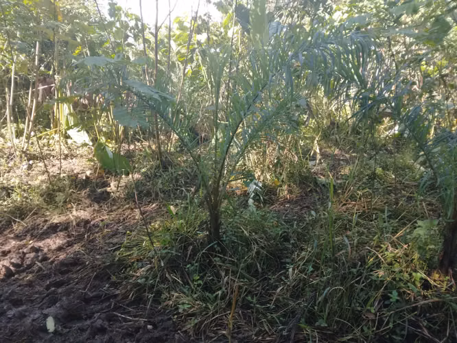 SE VENDE TERRENO CHIRIQUI, SAN ISIDRO, GRAICHE, ACERRIO
