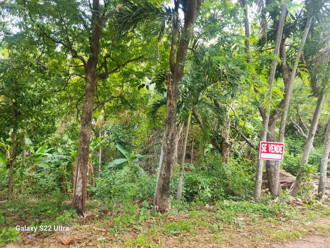 VENDO FINCA EN SAJALICE CHAME