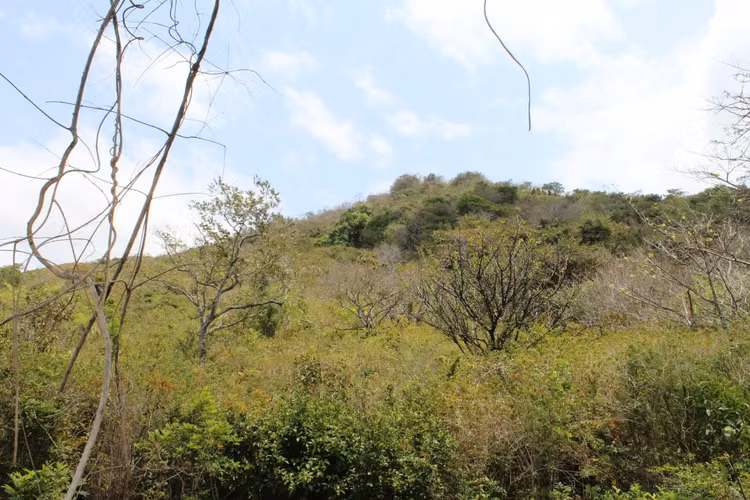 Venta de Finca en Coclé Natá Los Corralitos