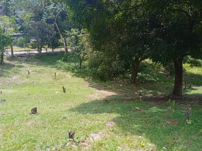 Juan Díaz – Altos de Pedregal