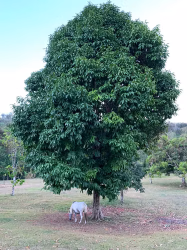 Venta de Finca en Chepo, Pacora