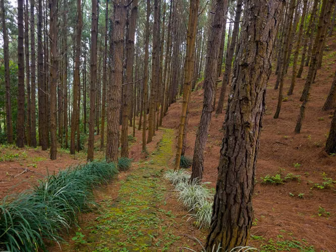 32 Hectáreas reforestadas con Cascada y casas en el bosque