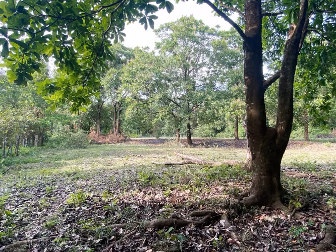 Venta Terreno Bahia Honda, Pixvae, 23has.