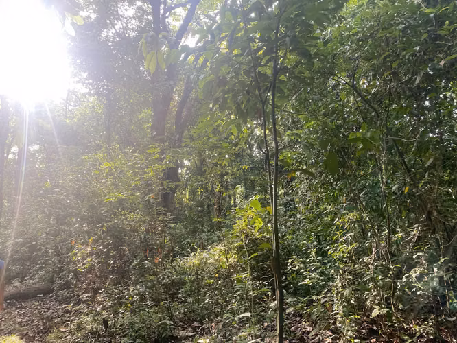 Venta Terreno Bahia Honda, Pixvae, 23has.
