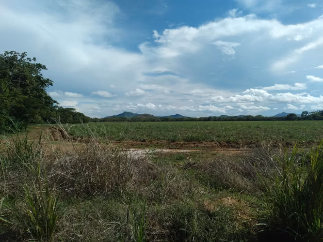 Venta de Finca en Coclé, Nata vía interamericana y Rio Grande, 81ha.