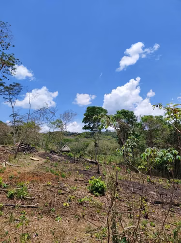 Venta de 2 hectareas en El Cacao de Capira - Imagen 4
