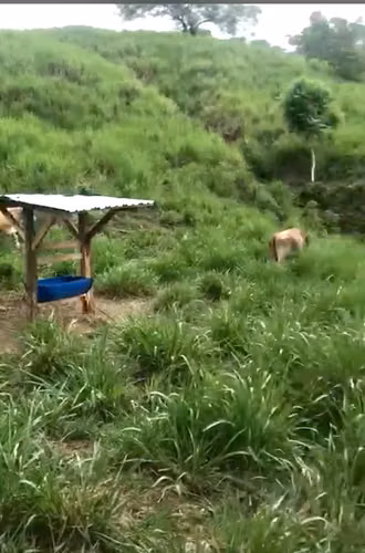 Finca en Chiriqui, Baru, 184.5 ha en San Bartolo Límite