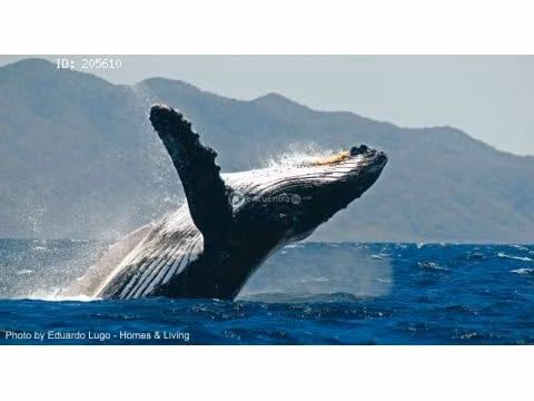 AVISTAMIENTOS DE BALLENAS, YATES,BARCOS DE EVENTOS/BARCAZAS CARGA