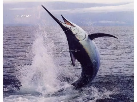 AVISTAMIENTOS DE BALLENAS, YATES,BARCOS DE EVENTOS/BARCAZAS CARGA