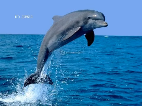 AVISTAMIENTOS DE BALLENAS, YATES,BARCOS DE EVENTOS/BARCAZAS CARGA