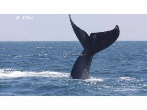 AVISTAMIENTOS DE BALLENAS, YATES,BARCOS DE EVENTOS/BARCAZAS CARGA