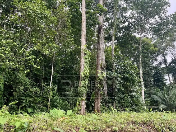 Terreno en Chiriqui, 1.2 hectareas, Bugaba, en Aserrio de Gariche - Imagen 2