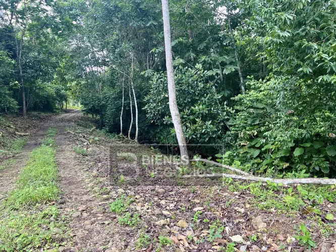 Terreno en Chiriqui, 1.2 hectareas, Bugaba, en Aserrio de Gariche - Imagen 5