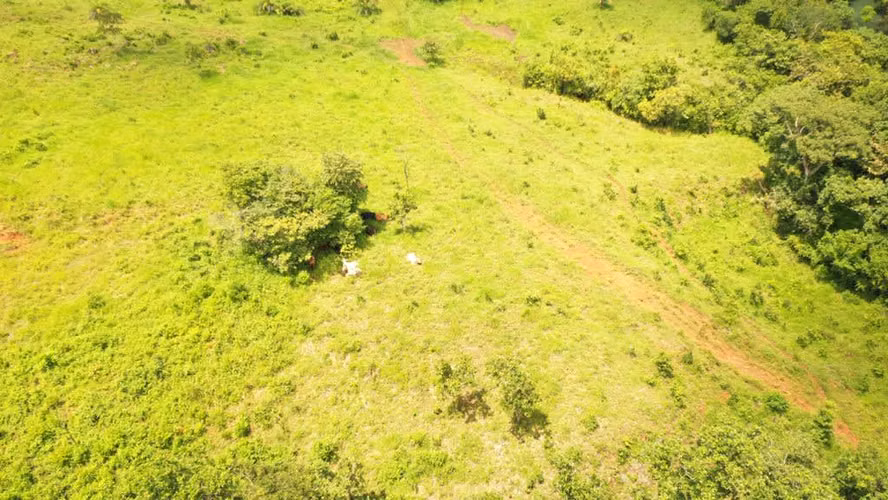 Venta de Finca en Natá, Coclé, 56 hectáreas - Imagen 7