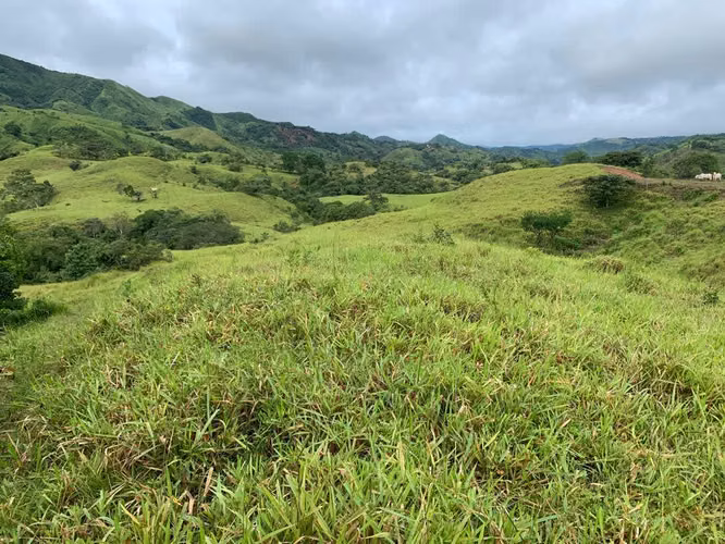 Venta de Finca en Las Minas de Ocú, Herrera, 98 hectáreas - Imagen 3
