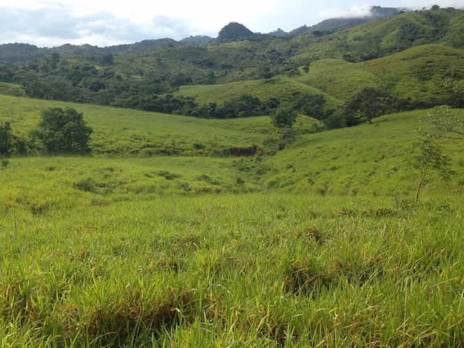 Venta de Finca en Las Minas de Ocú, Herrera, 98 hectáreas - Imagen 18