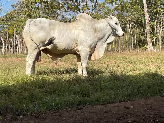 Venta de Finca en Las Minas de Ocú, Herrera, 98 hectáreas - Imagen 11