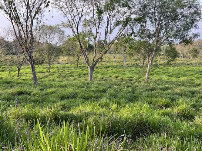 Finca en Chiriqui, El Santo, Bugaba 28 hectáreas para Lecheria