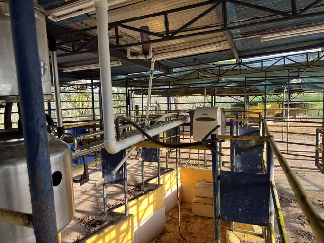 Finca en Chiriqui, El Santo, Bugaba 28 hectáreas para Lecheria