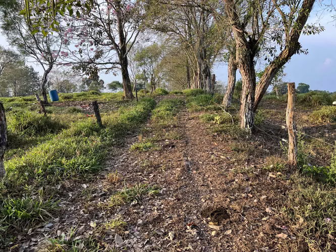 Finca en Chiriqui, El Santo, Bugaba 28 hectáreas para Lecheria