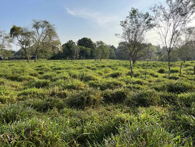 Finca en Chiriqui, El Santo, Bugaba 28 hectáreas para Lecheria