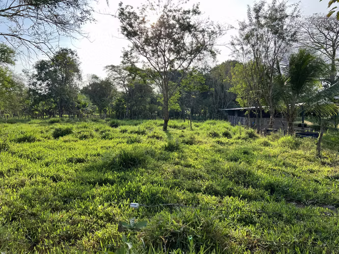 Finca en Chiriqui, El Santo, Bugaba 28 hectáreas para Lecheria