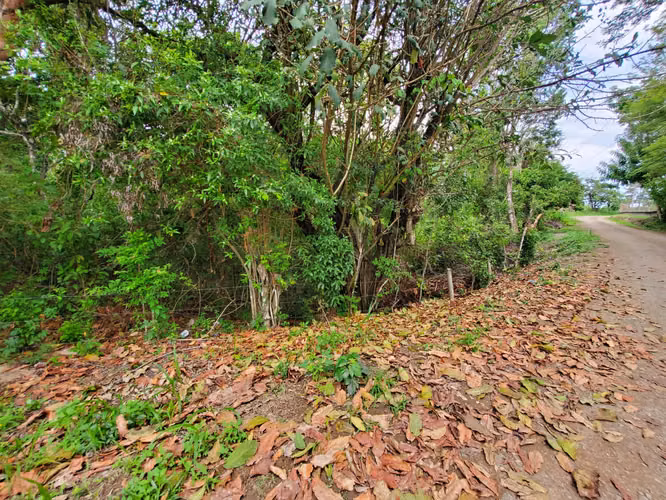 San Carlos, El Espino