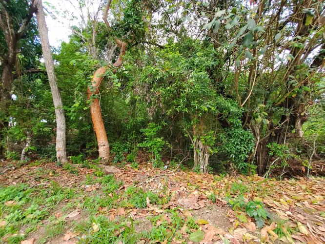 San Carlos, El Espino