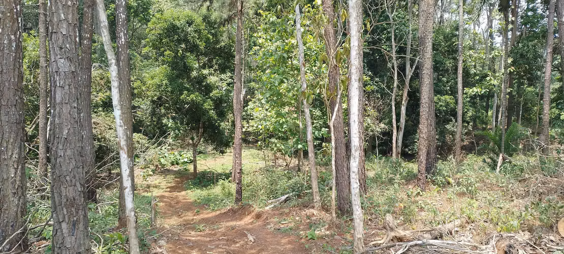 Finca de 4 hectareas en Las Minas, Herrera